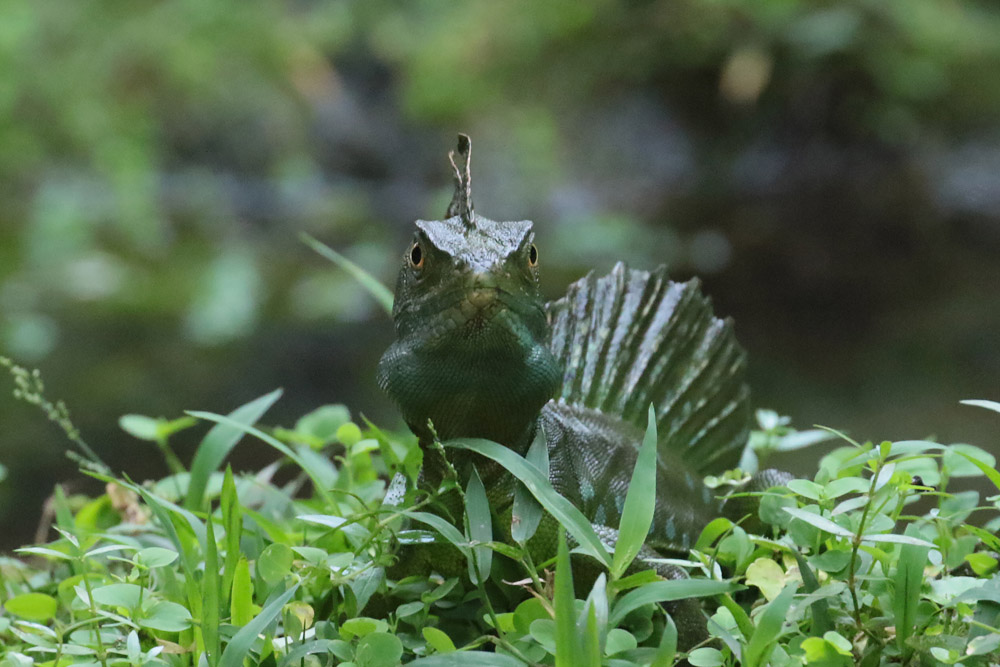 Common Basilisk